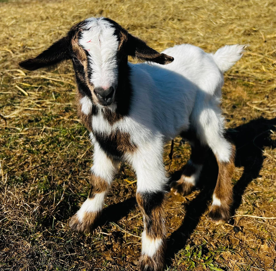 Tis the season for BABY GOATS...