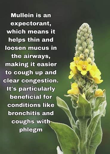 Mullein Chest Rub