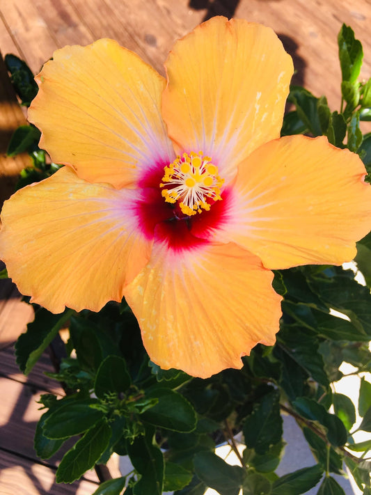 Day Dream Anti-Aging Daytime Serum - Natural Face Serum for Radiant Youthful Skin