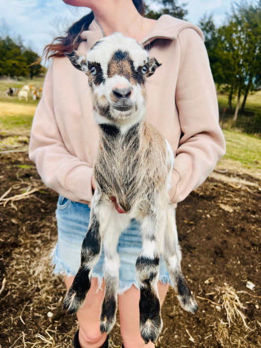 Baby Goats Arrive at Kreekside Farm